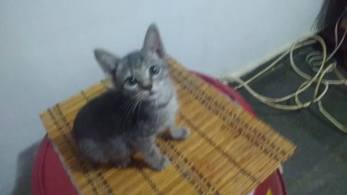 Gato ra a SRD idade 2 a 6 meses nome Ana Julia