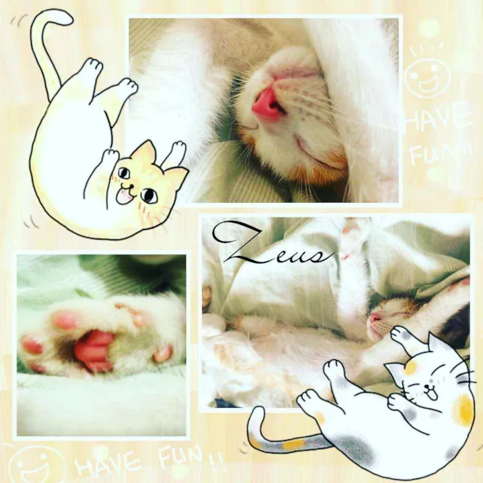 Gato raça Srd idade 2 a 6 meses nome Zeus