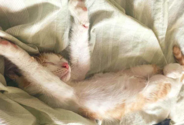 Gato raça Srd idade 2 a 6 meses nome Zeus
