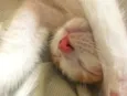 Zeus