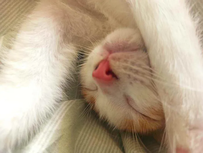 Gato raça Srd idade 2 a 6 meses nome Zeus