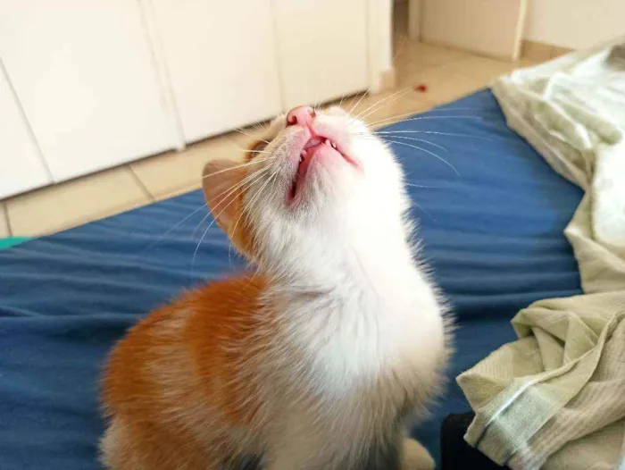 Gato raça Srd idade 2 a 6 meses nome Zeus