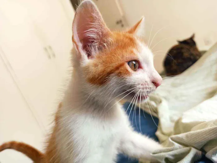Gato raça Srd idade 2 a 6 meses nome Zeus