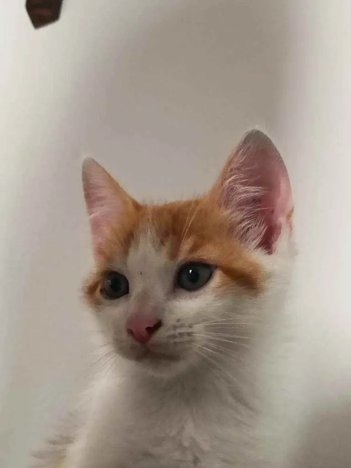Gato raça Srd idade 2 a 6 meses nome Zeus