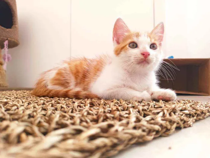 Gato raça Srd idade 2 a 6 meses nome Zeus