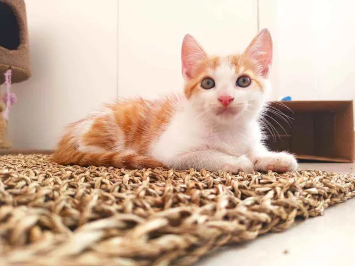 Gato raça Srd idade 2 a 6 meses nome Zeus