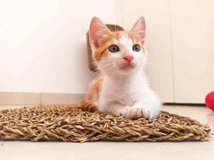 Gato raça Srd idade 2 a 6 meses nome Zeus
