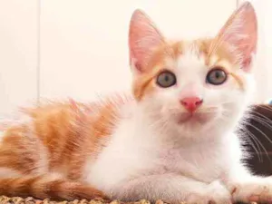 Gato raça Srd idade 2 a 6 meses nome Zeus