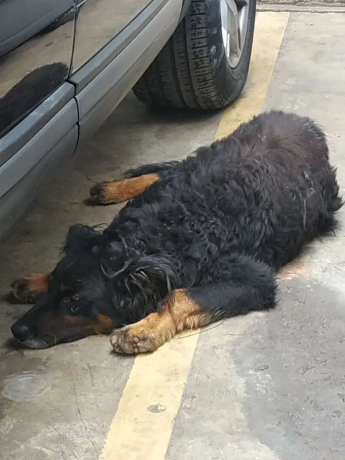 Cachorro ra a SRD-ViraLata idade 2 anos nome Rabito