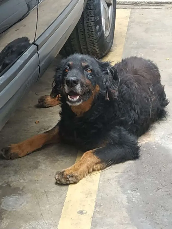 Cachorro ra a SRD-ViraLata idade 2 anos nome Rabito