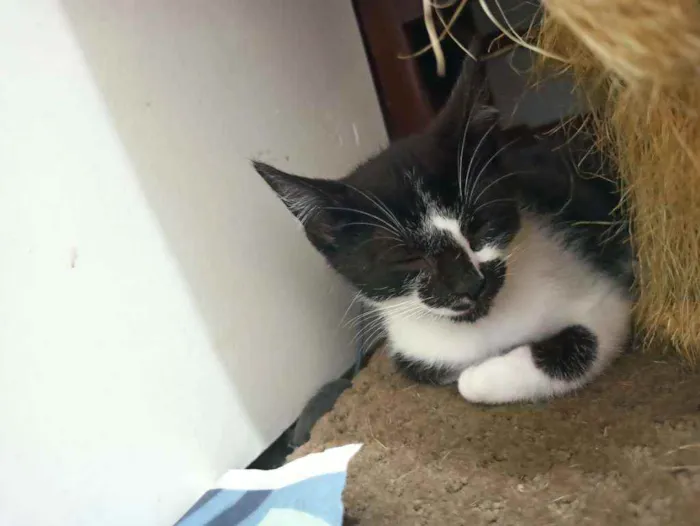Gato raça Srd idade 2 a 6 meses nome Félix