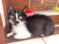 Félix