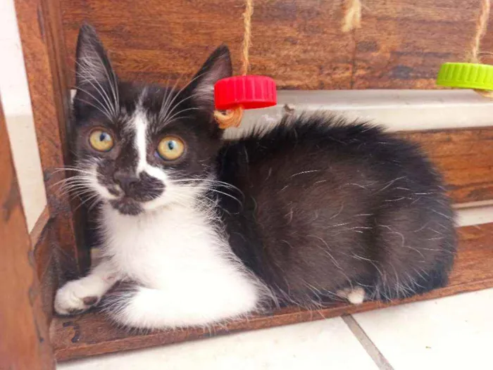 Gato raça Srd idade 2 a 6 meses nome Félix