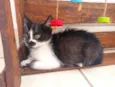 Félix