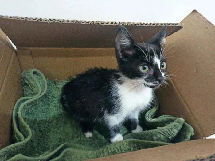 Gato raça Srd idade 2 a 6 meses nome Félix