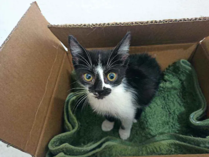 Gato raça Srd idade 2 a 6 meses nome Félix