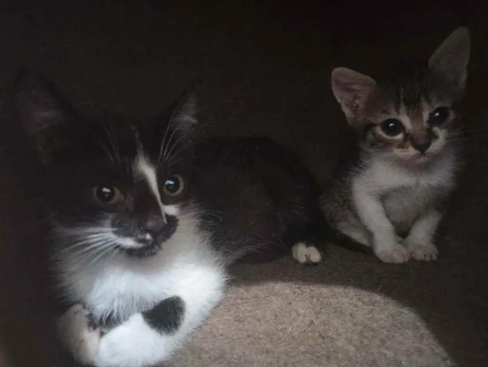 Gato raça Srd idade 2 a 6 meses nome Félix