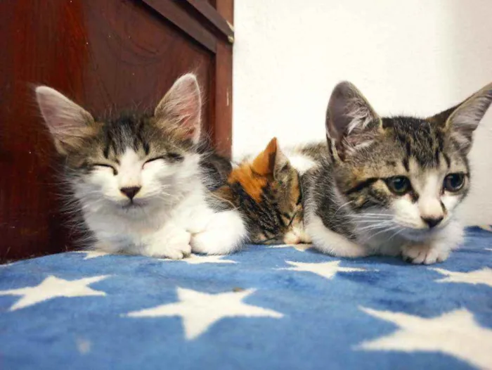 Gato raça Srd idade 2 a 6 meses nome Donatello