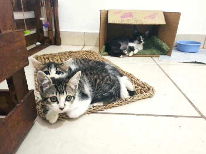 Gato raça Srd idade 2 a 6 meses nome Donatello