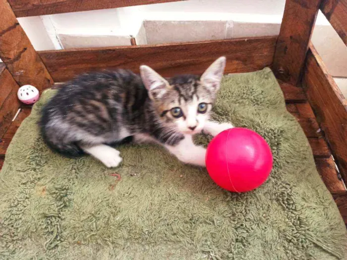Gato raça Srd idade 2 a 6 meses nome Donatello