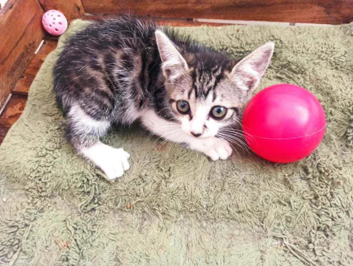 Gato raça Srd idade 2 a 6 meses nome Donatello