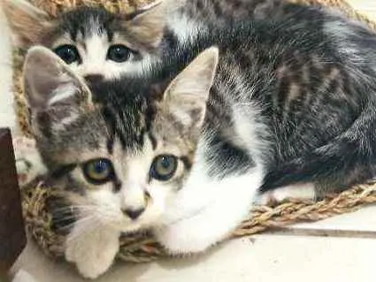 Gato raça Srd idade 2 a 6 meses nome Donatello