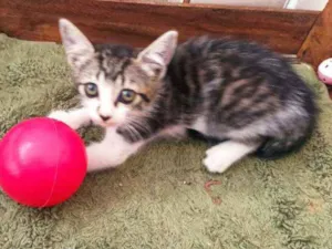 Gato raça Srd idade 2 a 6 meses nome Donatello