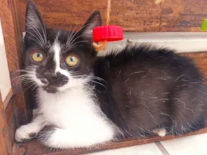Gato raça Srd idade 2 a 6 meses nome Félix