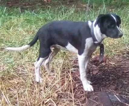 Cachorro ra a SRD idade 2 a 6 meses nome Honda