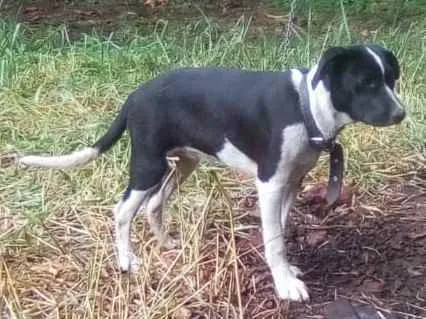 Cachorro ra a SRD idade 2 a 6 meses nome Honda