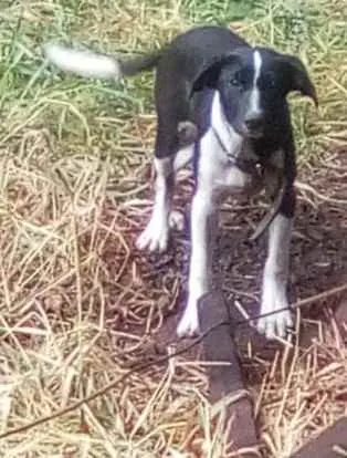 Cachorro ra a SRD idade 2 a 6 meses nome Honda