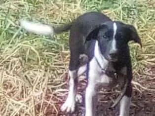 Cachorro ra a SRD idade 2 a 6 meses nome Honda