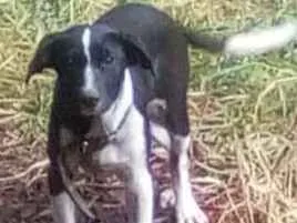 Cachorro raça SRD idade 2 a 6 meses nome Honda