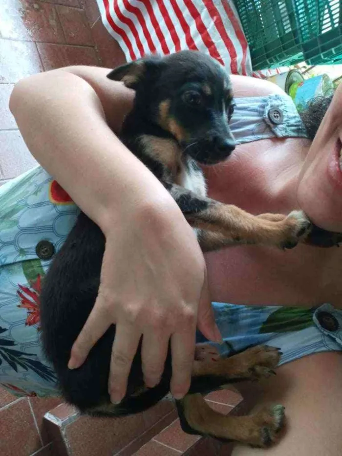 Cachorro raça SRD idade 2 a 6 meses nome Filhote