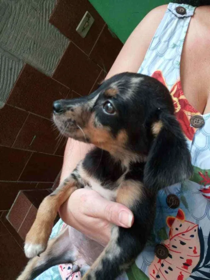 Cachorro raça SRD idade 2 a 6 meses nome Filhote