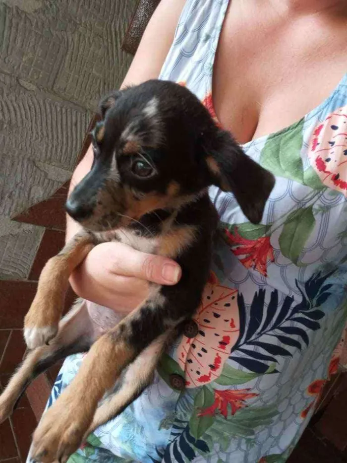 Cachorro raça SRD idade 2 a 6 meses nome Filhote