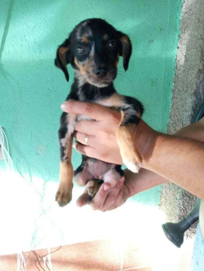 Cachorro raça SRD idade 2 a 6 meses nome Filhote