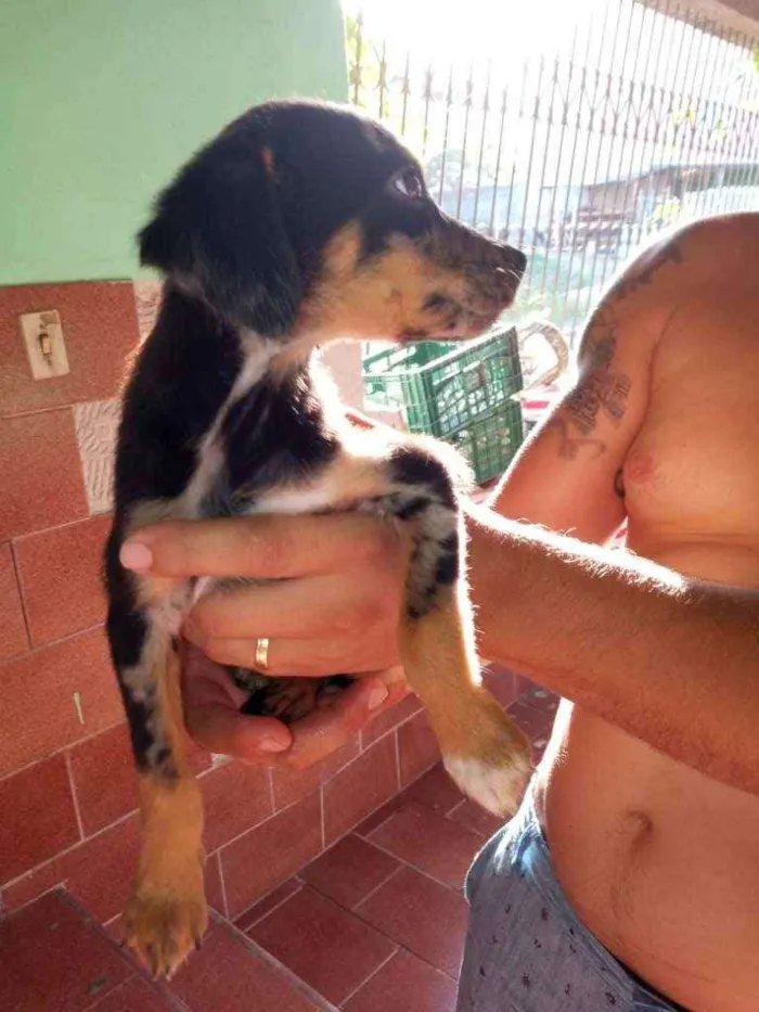 Cachorro raça SRD idade 2 a 6 meses nome Filhote