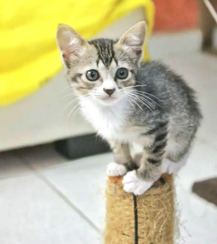 Gato raça  idade 2 a 6 meses nome Filhote 