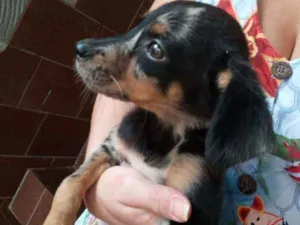 Cachorro raça SRD idade 2 a 6 meses nome Filhote
