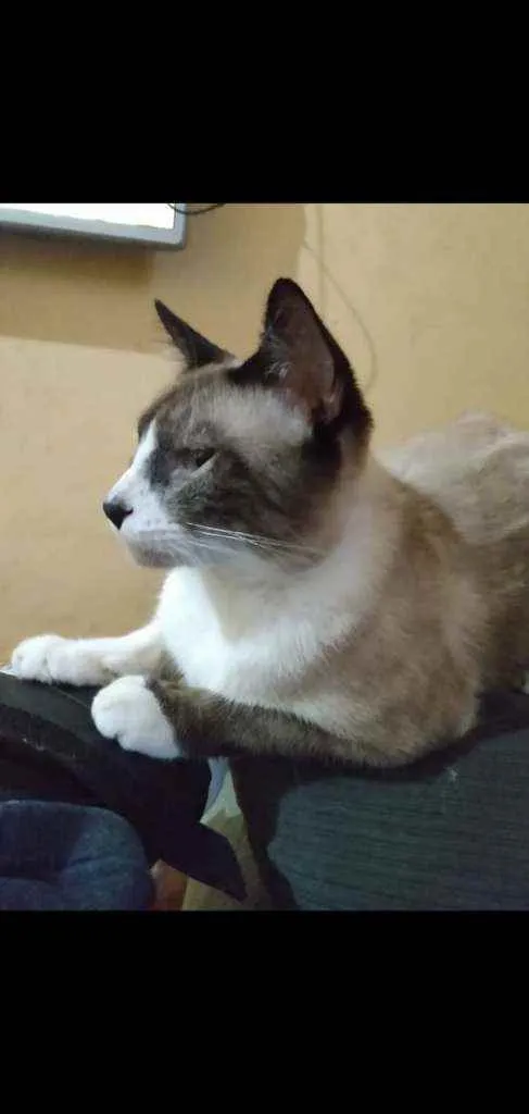 Gato raça  idade 2 anos nome Pintoso