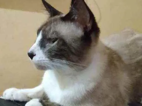 Gato raça  idade 2 anos nome Pintoso