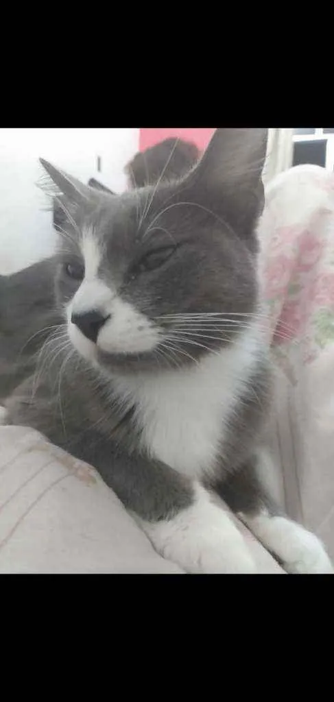Gato raça  idade 2 anos nome Lara fêmea  castrada