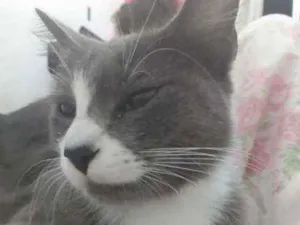 Gato raça  idade 2 anos nome Lara fêmea  castrada