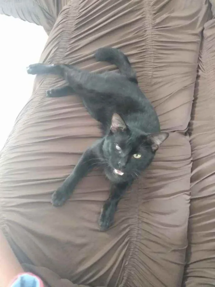 Gato raça  idade 1 ano nome Esmeraldo