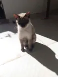 Penélope 