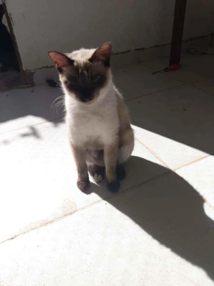 Gato raça  idade 1 ano nome Penélope 