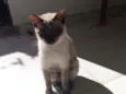 Penélope 