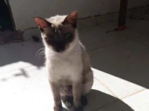 Gato raça  idade 1 ano nome Penélope 