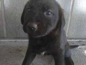 Cachorro raça SRD idade 2 a 6 meses nome Filhotes